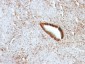  Nucleolin (Marker of Human Cells) Antibody - With BSA and Azide